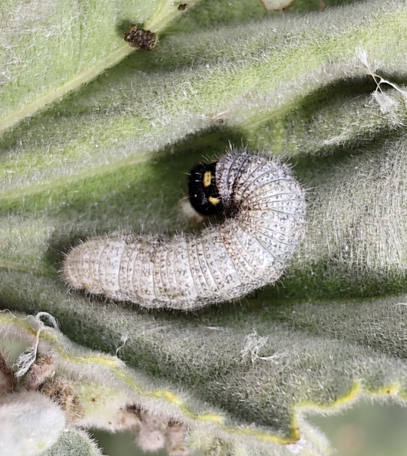 Carcharodus alceae - mályva-busalepke