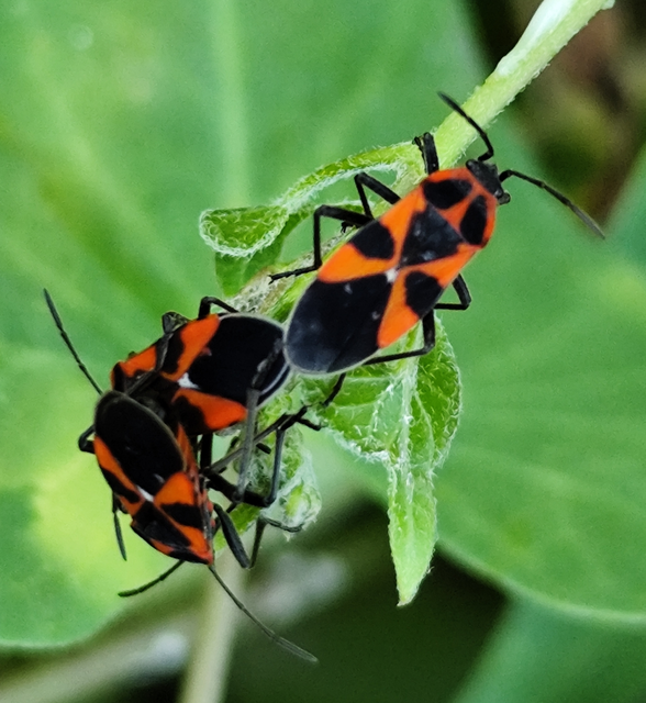 Tropidothorax leucopterus - vadpaprika-bodobács