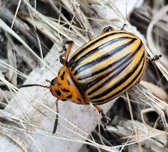 burgonyabogár - Leptinotarsa decemlineata