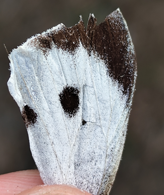 káposztalepke - Pieris brassicae