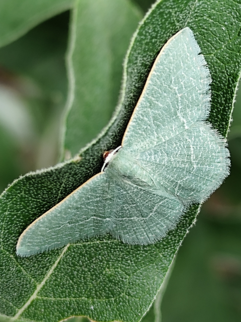 fehérpettyes zöldaraszoló - Phaiogramma etruscaria