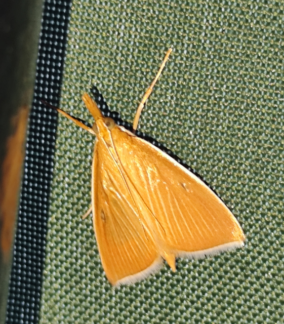 hegyesszárnyú tűzmoly - Sclerocona acutellus