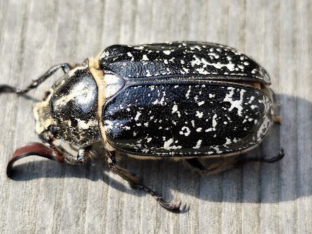 Polyphylla fullo - csapó cserebogár