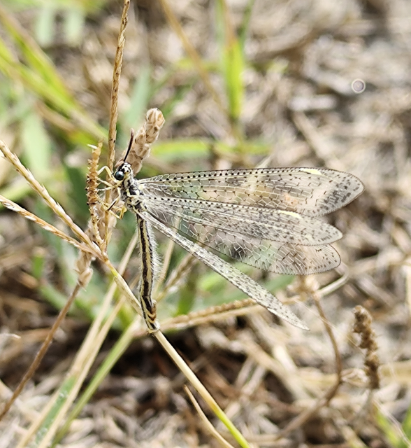 pontozott hangyaleső - Myrmecaelurus punctulatus