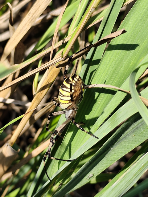 Argiope bruennichi - darázspók