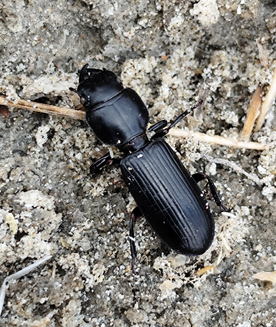 Scarites terricola - vájárfutó