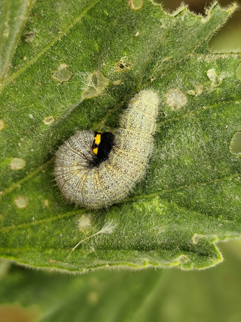 mályva-busalepke - Carcharodus alceae