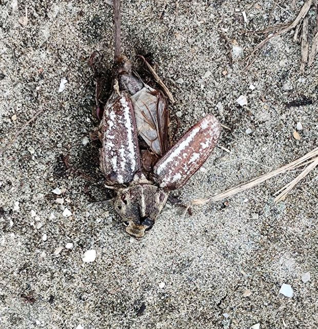 Anoxia orientalis - keleti cserebogár