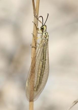 Myrmecaelurus trigrammus - hangyafarkas