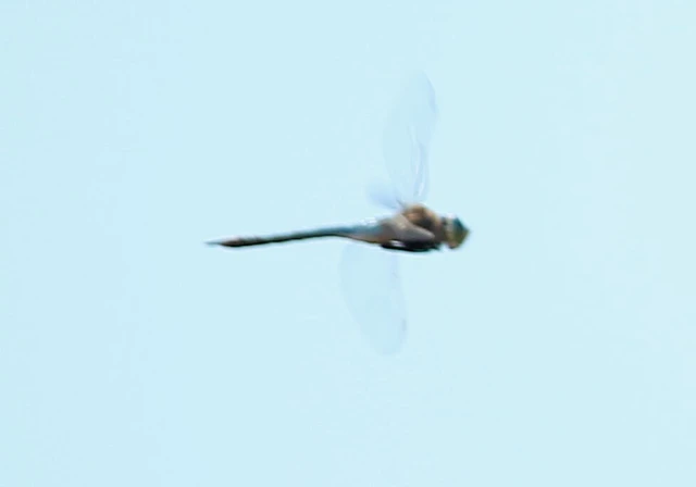 Anax parthenope - barna óriásacsa