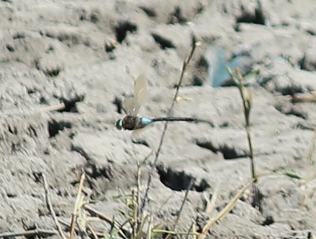 Anax parthenope - barna óriásacsa