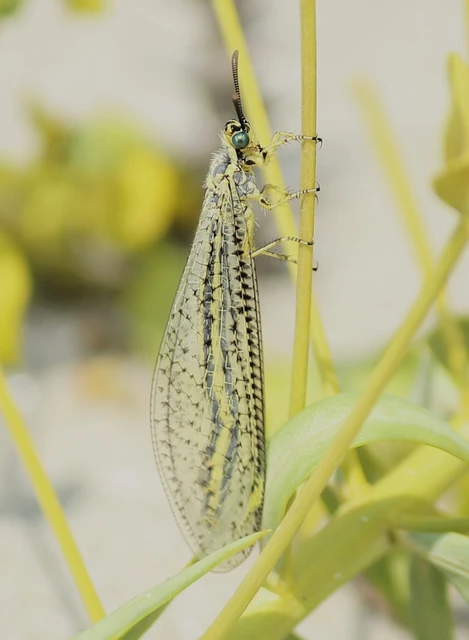 Myrmecaelurus punctulatus - pontozott hangyaleső