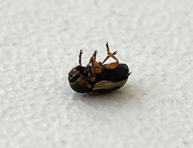 sávos zömökbogár - Cryptocephalus connexus