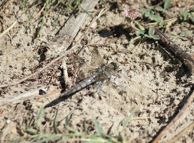 Orthetrum cancellatum - feketefarkú pásztorszitakötő