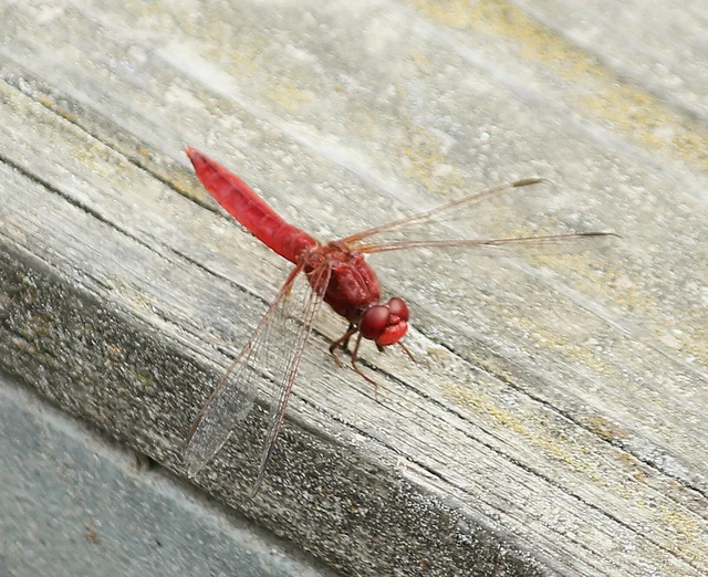 Crocothemis erythraea - skarlát szitakötő