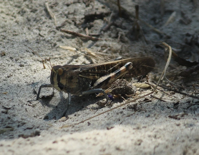 keleti vándorsáska - Locusta migratoria