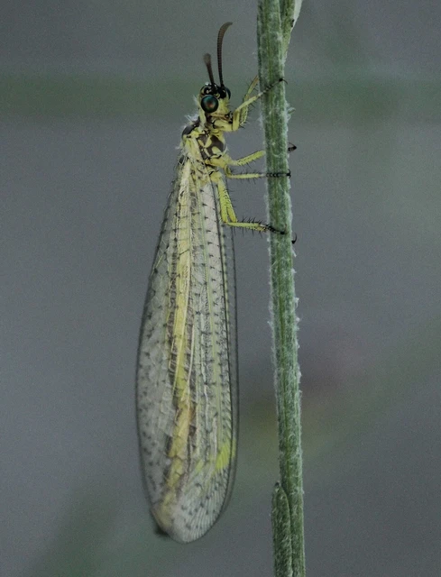 Myrmecaelurus punctulatus - pontozott hangyaleső