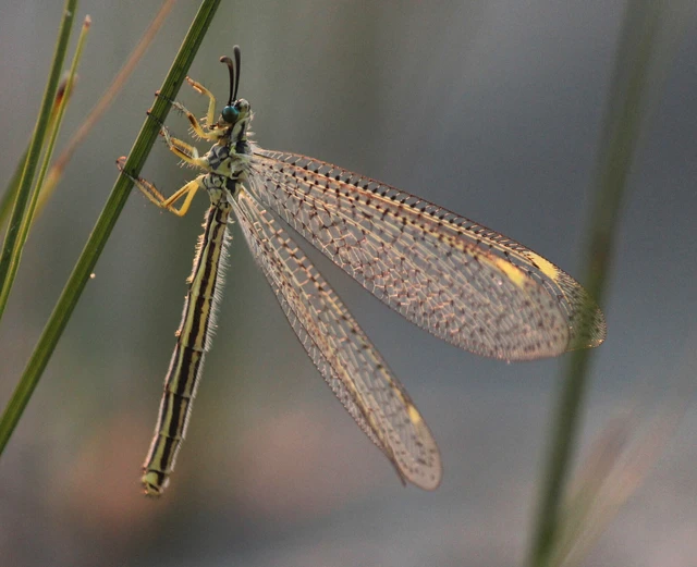 Myrmecaelurus punctulatus - pontozott hangyaleső