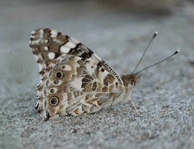 bogáncslepke - Vanessa cardui