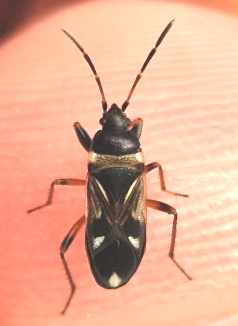 Raglius alboacuminatus