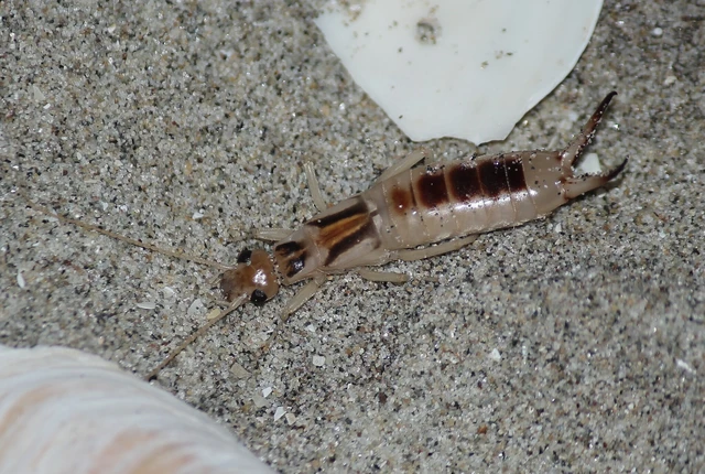 parti fülbemászó - Labidura riparia