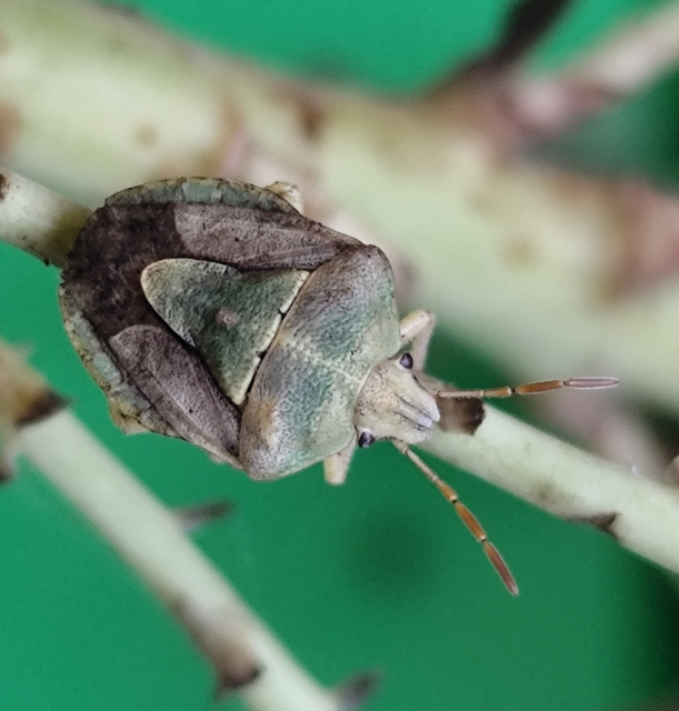 fakó gyümölcspoloska - Antheminia lunulata