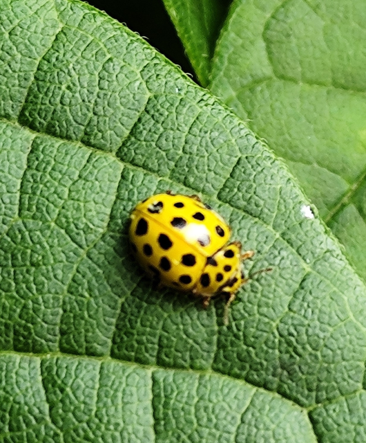 huszonkétpettyes katica - Psyllobora vigintiduopunctata