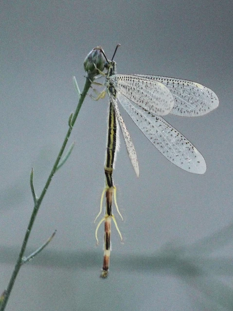 Myrmecaelurus punctulatus - pontozott hangyaleső