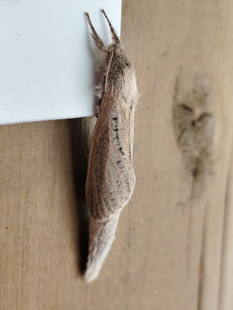 Phragmataecia castaneae - nádfúrólepke