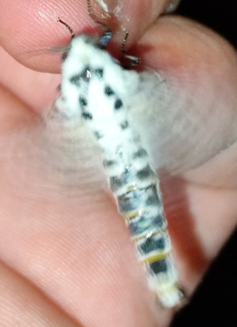 almafarontólepke - Zeuzera pyrina