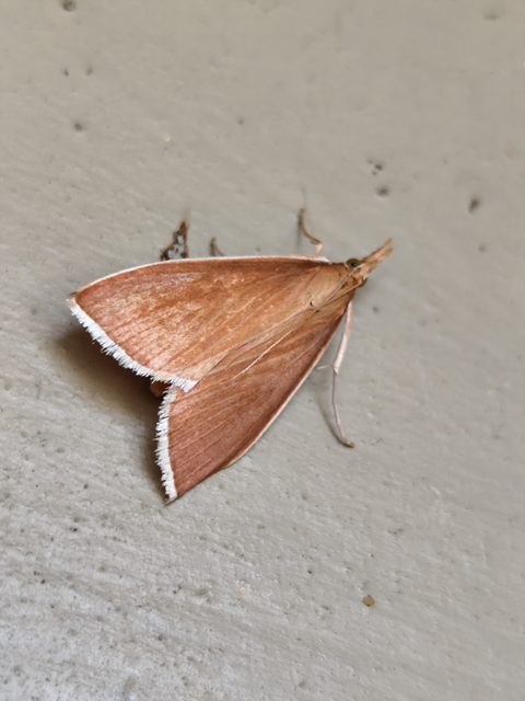Sclerocona acutellus - hegyesszárnyú tűzmoly