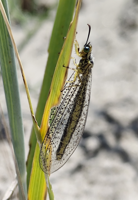 Myrmecaelurus punctulatus - pontozott hangyaleső