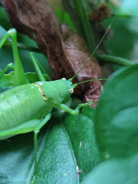 Schmidt-pókszöcske - Poecilimon schmidtii