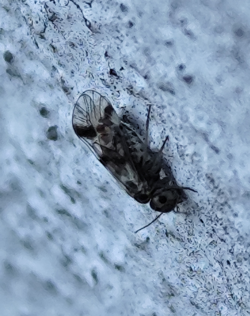 Psocoptera - Fürgetetvek