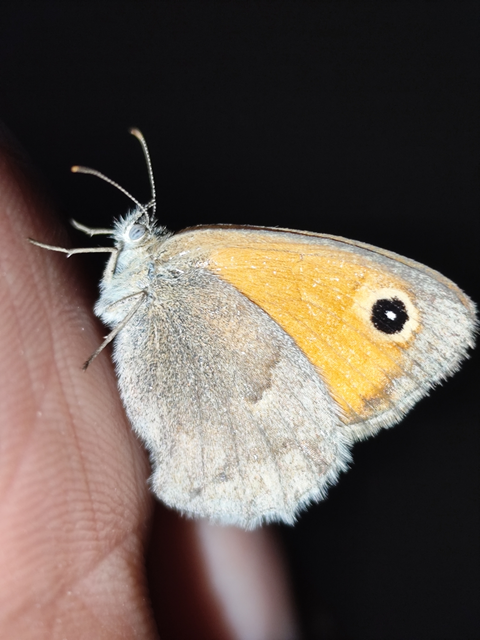 kis szénalepke - Coenonympha pamphilus