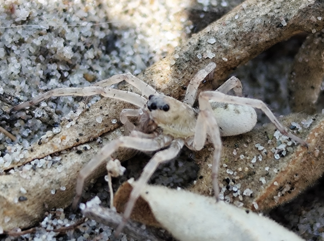 Arctosa cinerea - szürke farkaspók