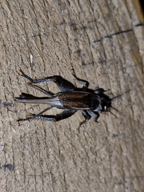 bordói tücsök - Eumodicogryllus bordigalensis