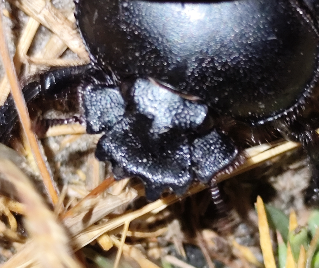 Scarabaeus typhon - óriás-galacsinhajtó
