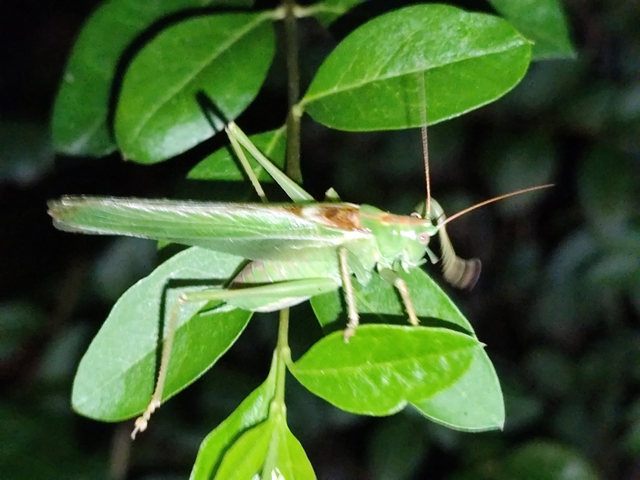 Tettigonia viridissima - zöld lombszöcske