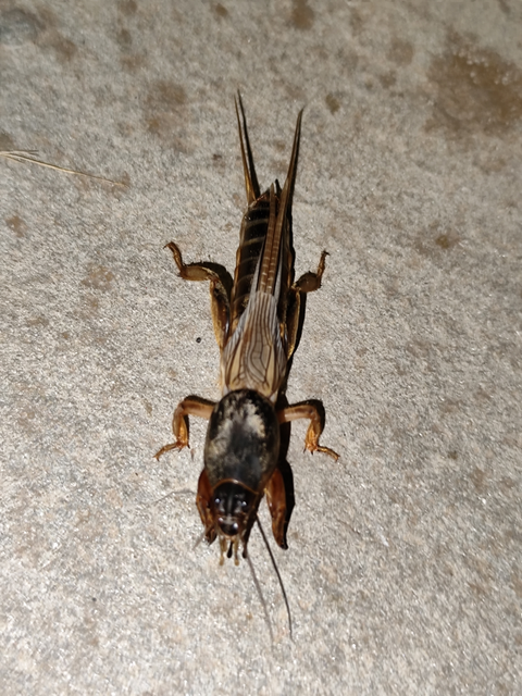 Gryllotalpa