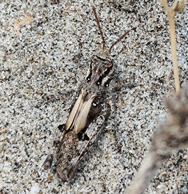 Acrotylus