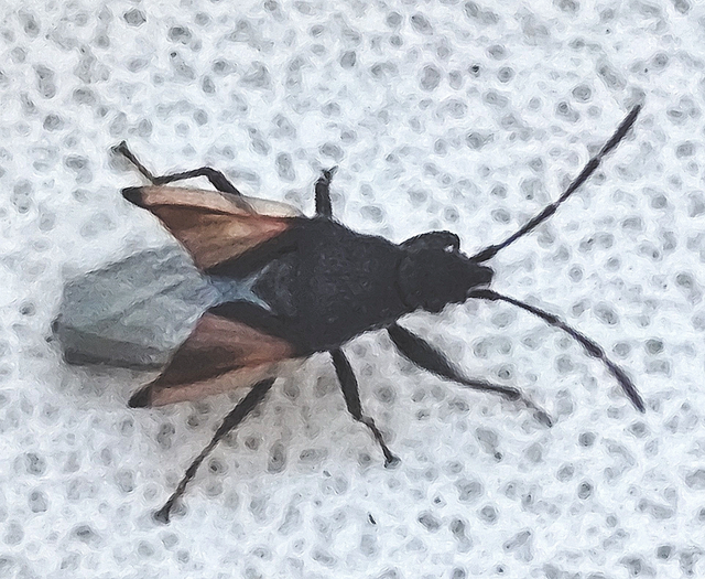 hársbodobács - Oxycarenus lavaterae