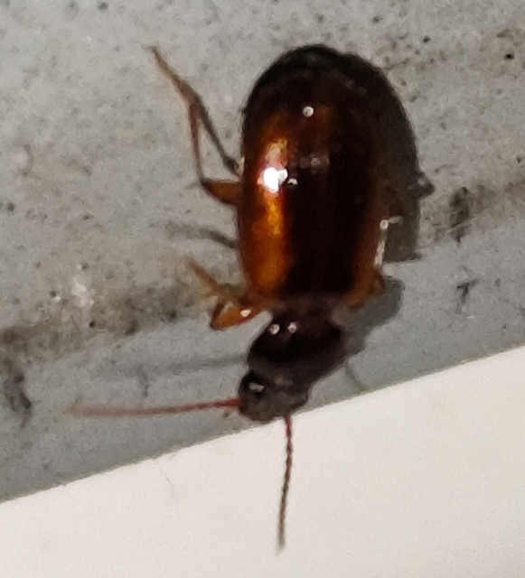 Trechus quadristriatus - közönséges fürgefutonc