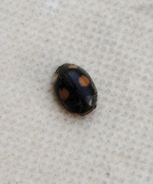 Platynaspis luteorubra - négypettyes szerecsenkata