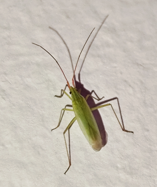 Trigonotylus