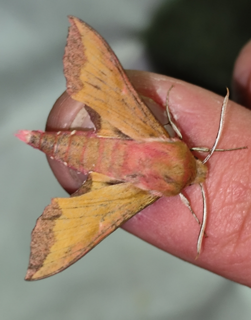 Deilephila porcellus - piros szender