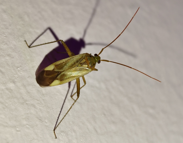 Adelphocoris lineolatus - lucernapoloska