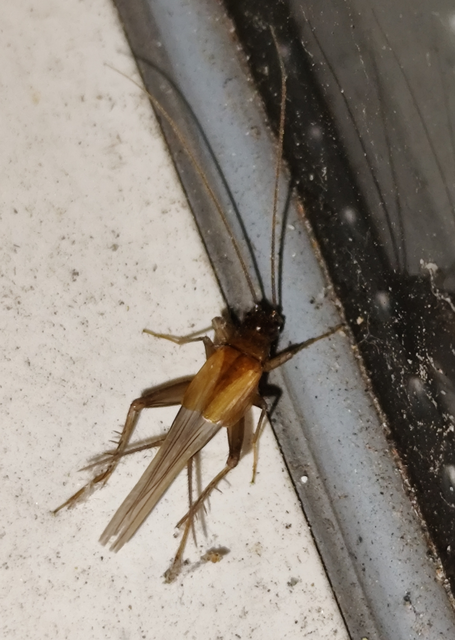 Stenonemobius bicolor