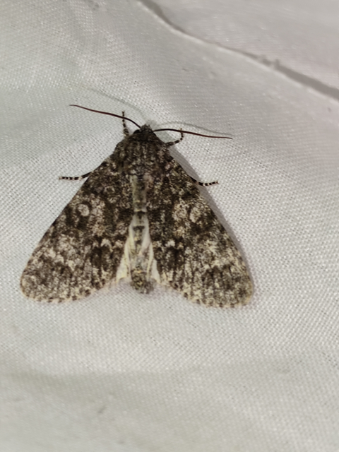 Acronicta megacephala - nagyfejű szigonyosbagoly