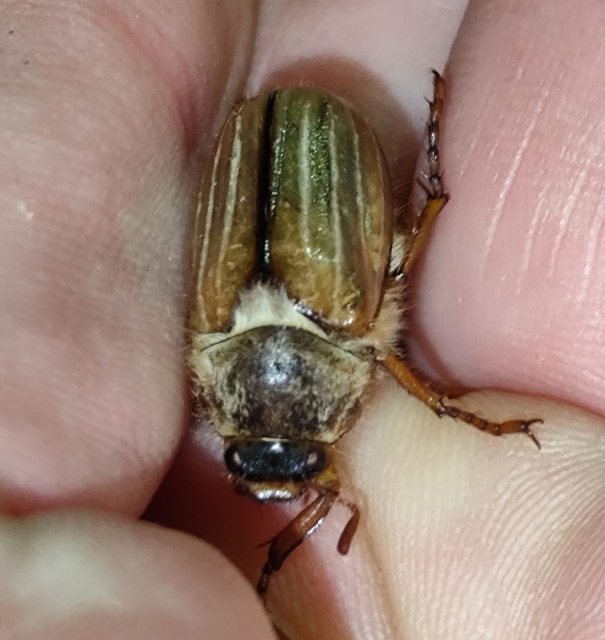 Amphimallon solstitiale - bordás sárgacserebogár